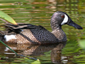 Blue-winged Teal